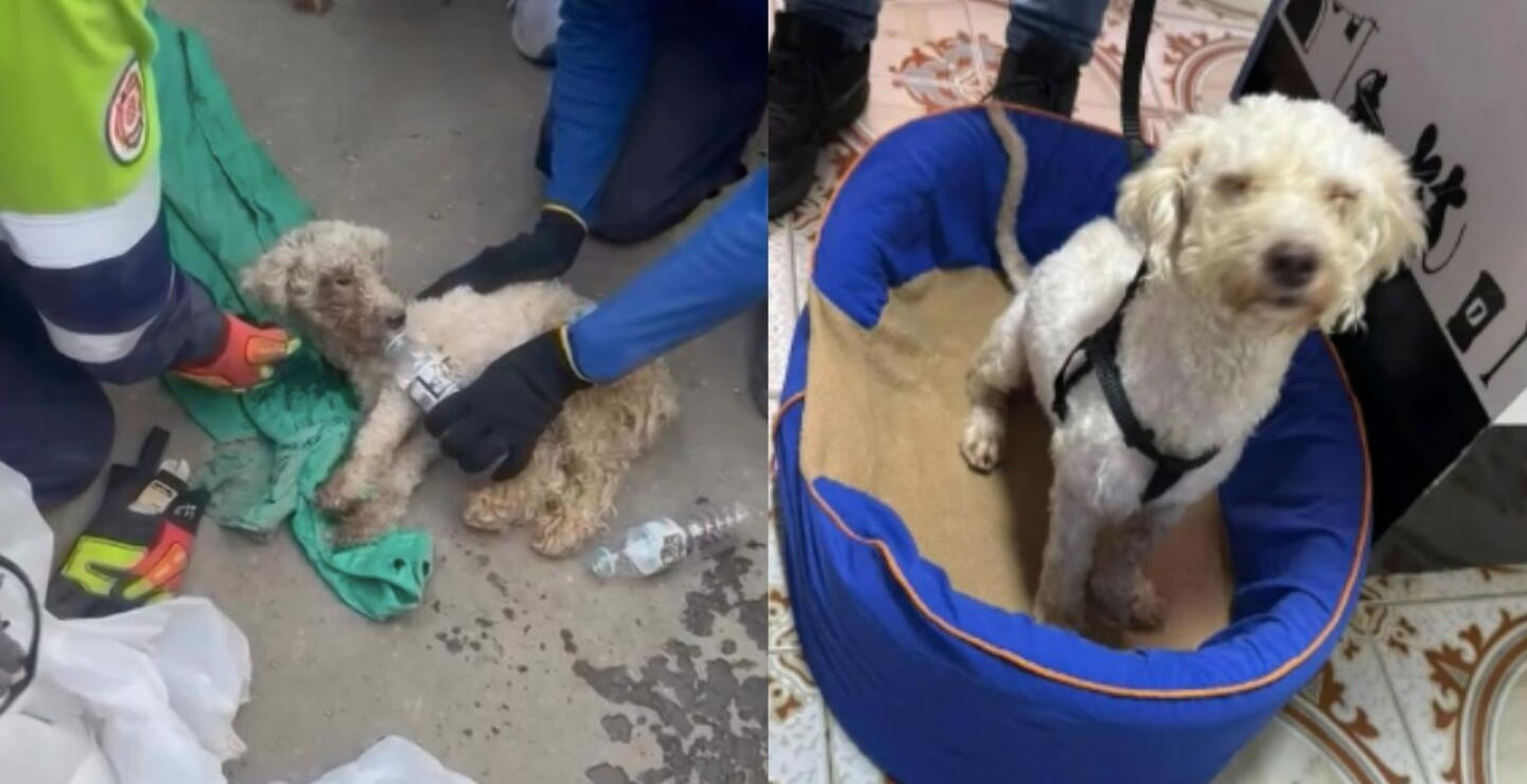 La historia de Beily, perro que sobrevivió 29 días bajo los escombros tras terremotos en Venezuela
