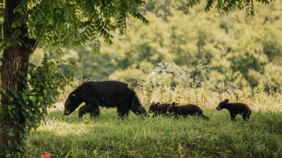 No es la primera vez que ven a esta pareja de osos por la zona 