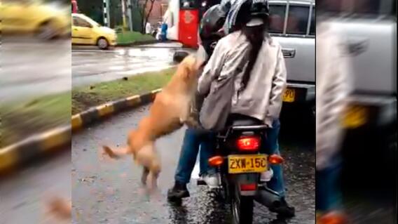perro-abandonado-en-medellin_0.jpg perro-abandonado-en-medellin_0.jpg