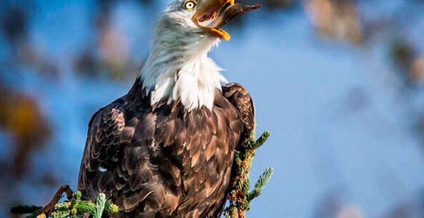 Un águila calva traga su comida. La imagen fue capturada en el Parque Nacional y Reserva Lago Clark, en Alaska.