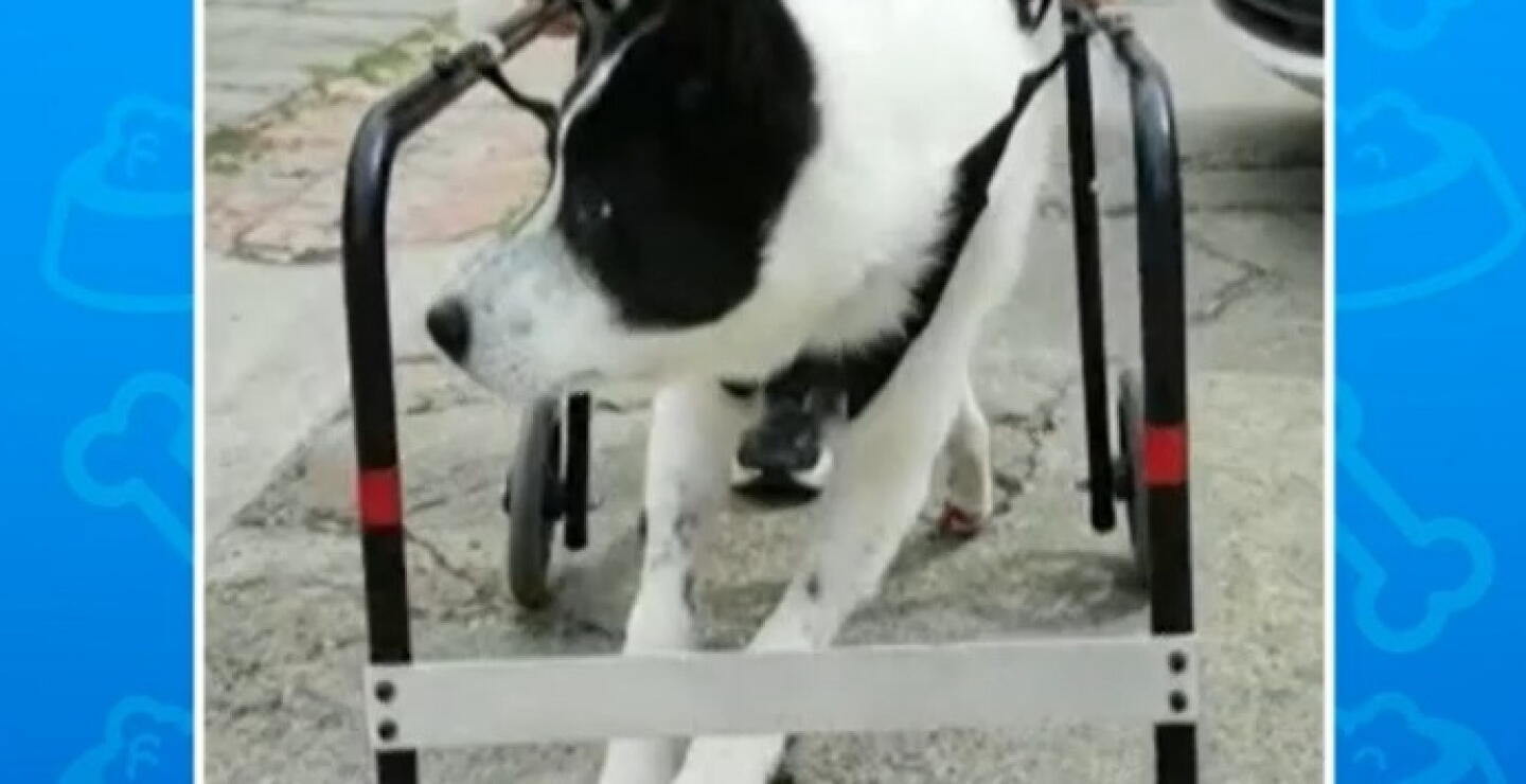 Los cruces indiscriminados en mascotas, una grave problemática en Colombia