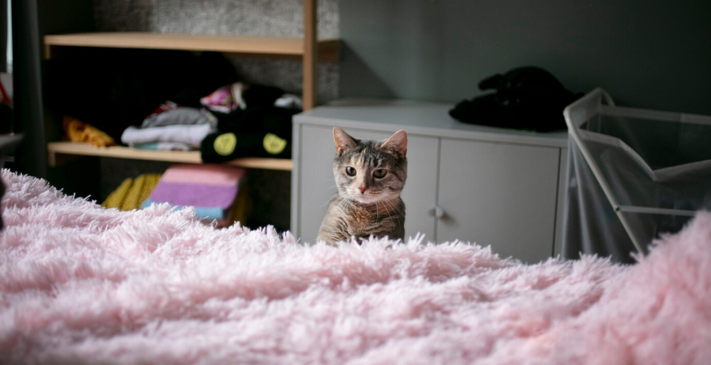 Gato