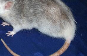 Rata