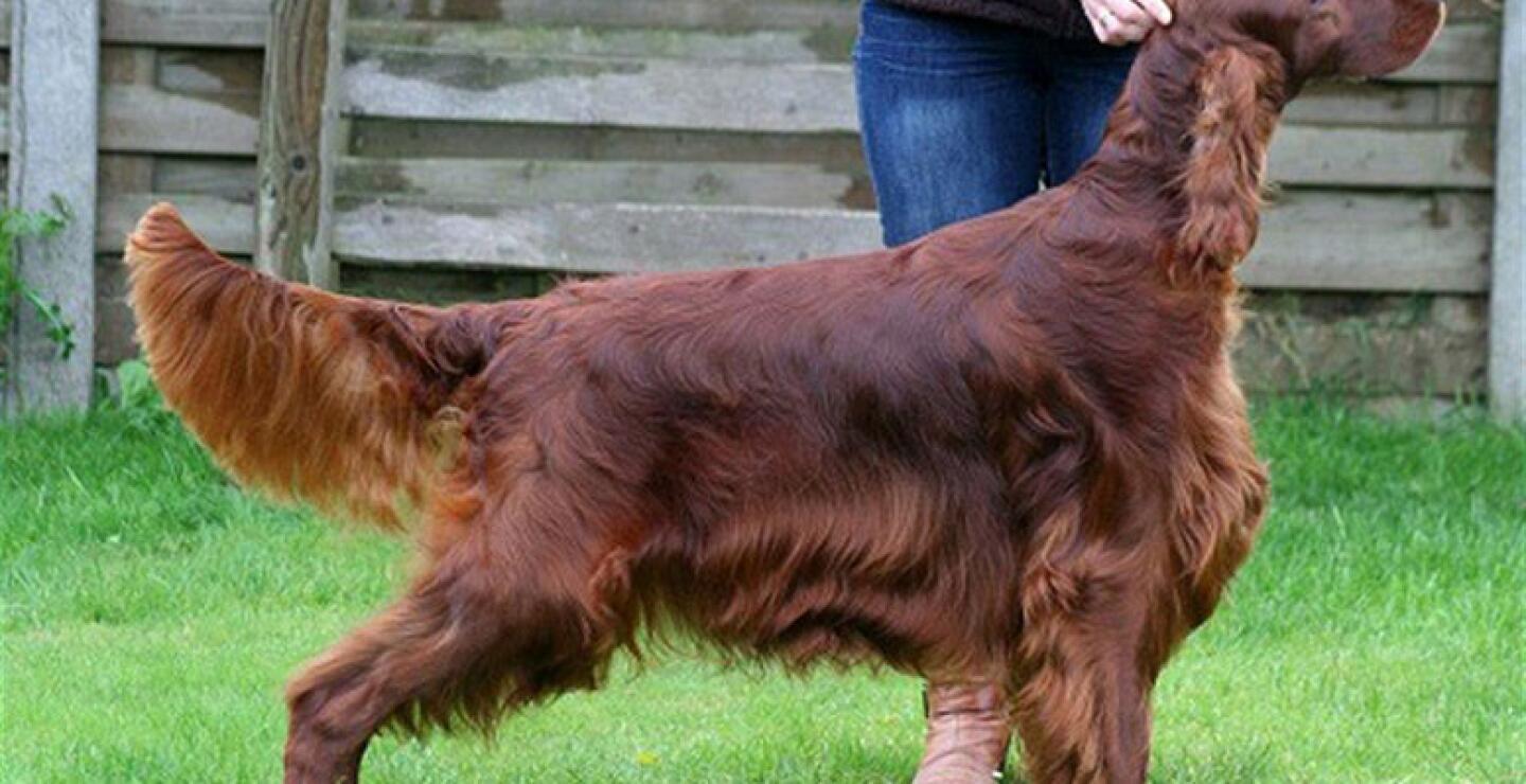 Thendara Satisfaction, de tres años, murió el viernes poco después de regresar a Bélgica desde Gran Bretaña, donde se había presentado en la célebre exhibición canina de Crufts en Birmingham la semana pasada. La veterinaria que realizó la autopsia hall