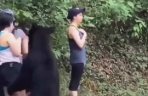 Turistas se encuentran con un oso