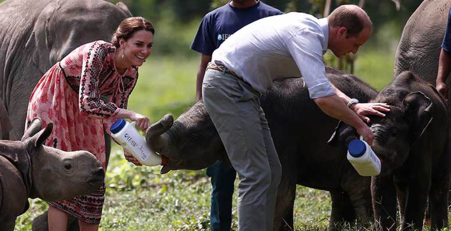Estuvieron de safari por el parque natural de Kaziranga y alimentaron a los elefates bebés