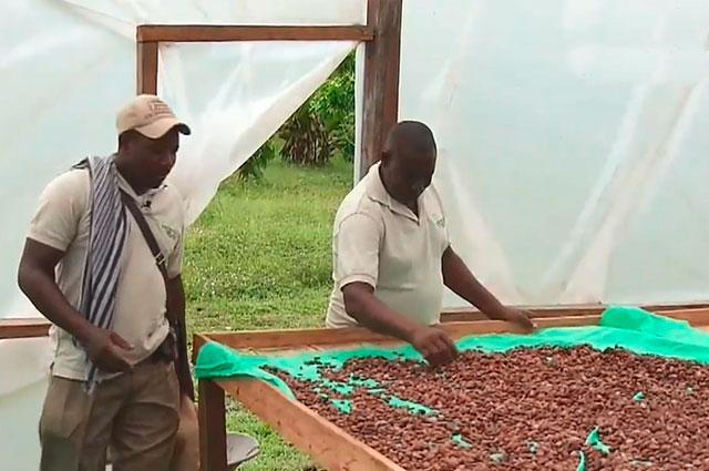 Cacao, la fórmula de los campesinos en Chocó para acabar con la guerra y los cultivos ilícitos