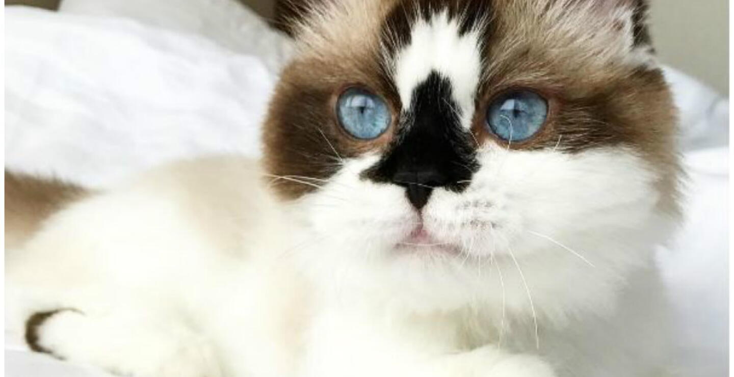 276628_Foto: Instagram @albertbabycat