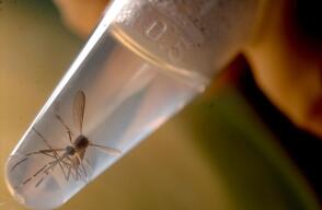 zika_4.jpg