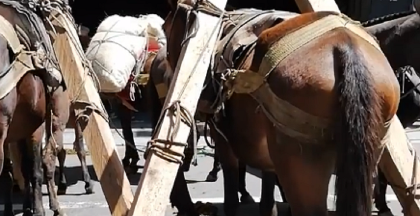 338845_BLU Radio. Denuncian maltrato animal en fiestas de Envigado / Foto: Captura de video