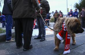 384070_perro_1.jpg