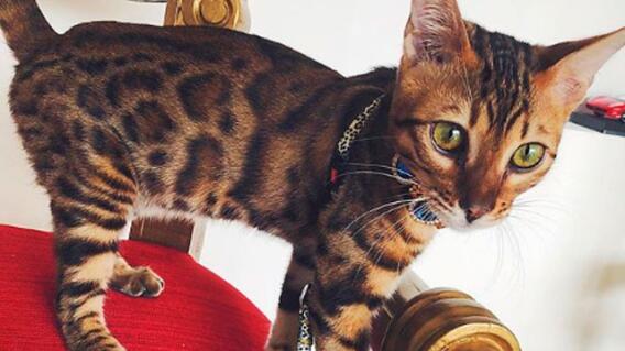 gato-de-kevin-roldan_4.jpg gato-de-kevin-roldan_4.jpg