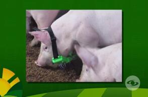 382358_collar_cerdo_970.jpg