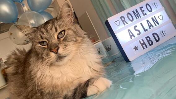 romeo, el gato con marcapasos.jpg romeo, el gato con marcapasos.jpg