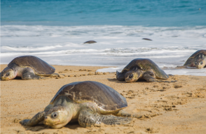 313436_Blu Radio. Referencia tortugas. Foto: AFP