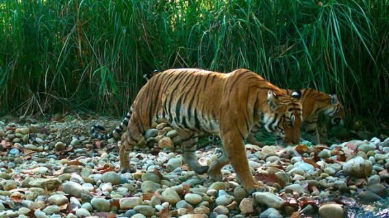 tigress.jpg tigress.jpg
