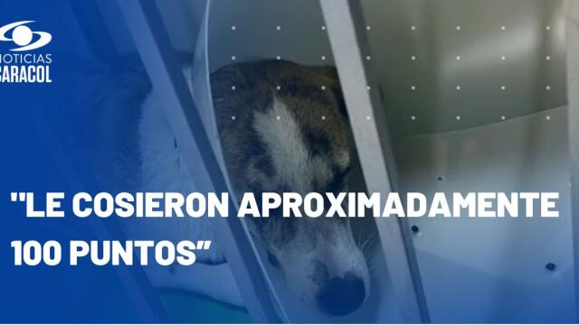 Perrito sufrió grave lesión en el lomo por tornillo suelto en caneca de basura de Bogotá   Perrito sufrió grave lesión en el lomo por tornillo suelto en caneca de basura de Bogotá