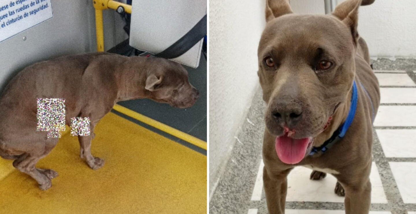 Una perrita maltratada se subió a pedir ayuda en un bus de TransMilenio