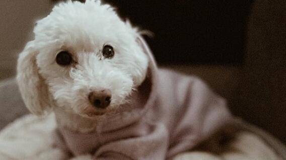 Perrita es abandona en refugio Perrita es abandona en refugio