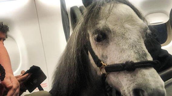 caballo_en_avion.jpg
