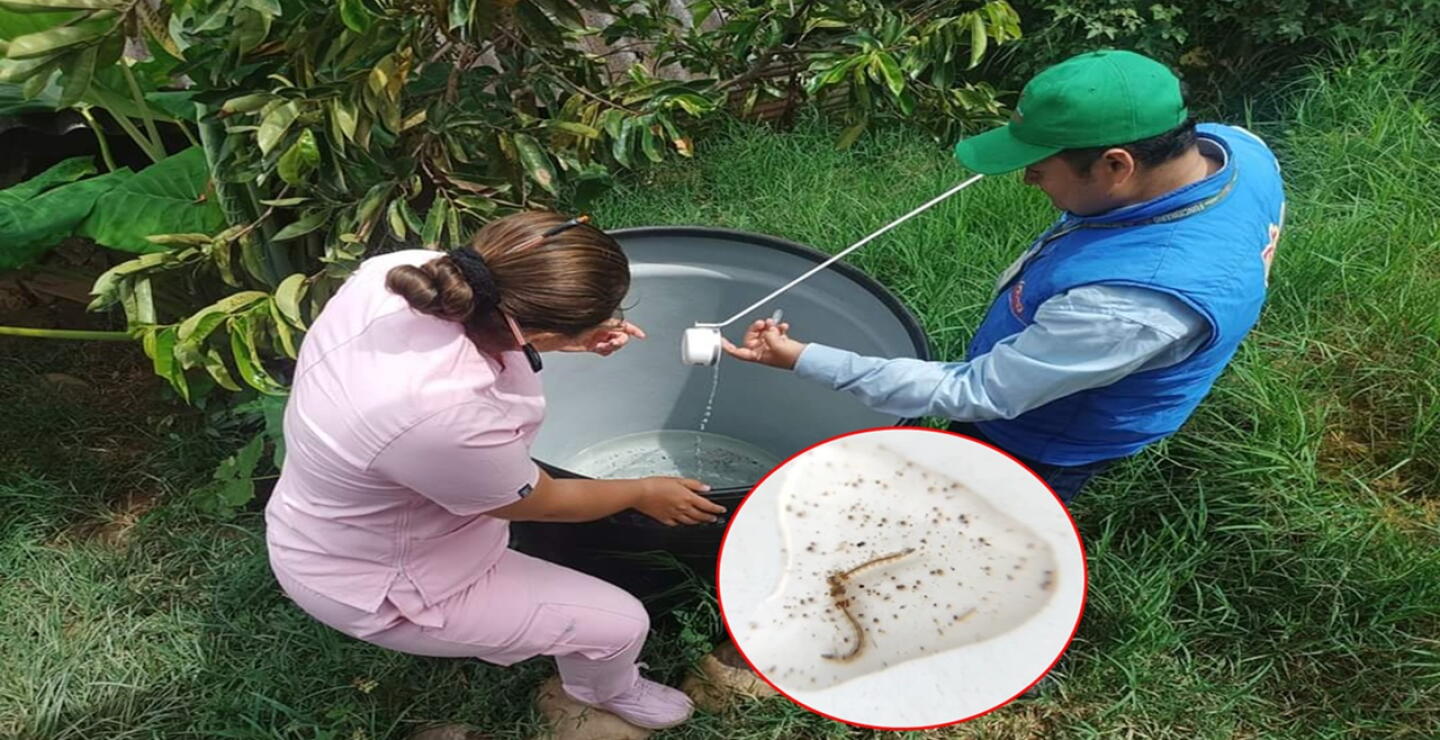 Dengue.jpg