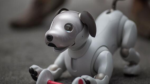aibo-afp.jpg