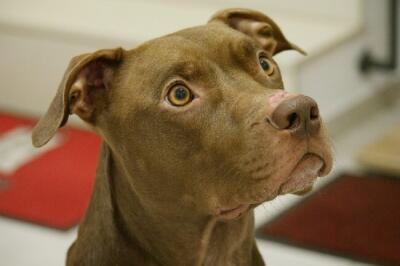 pitbull_mascota.jpg pitbull_mascota.jpg
