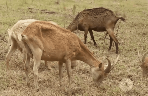Cabrito.png