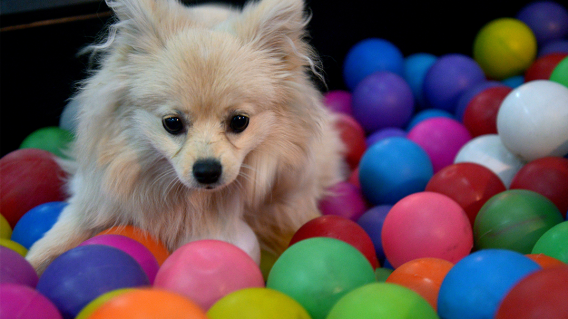 212669_Blu Radio / Perro Foto: Referencia AFP.