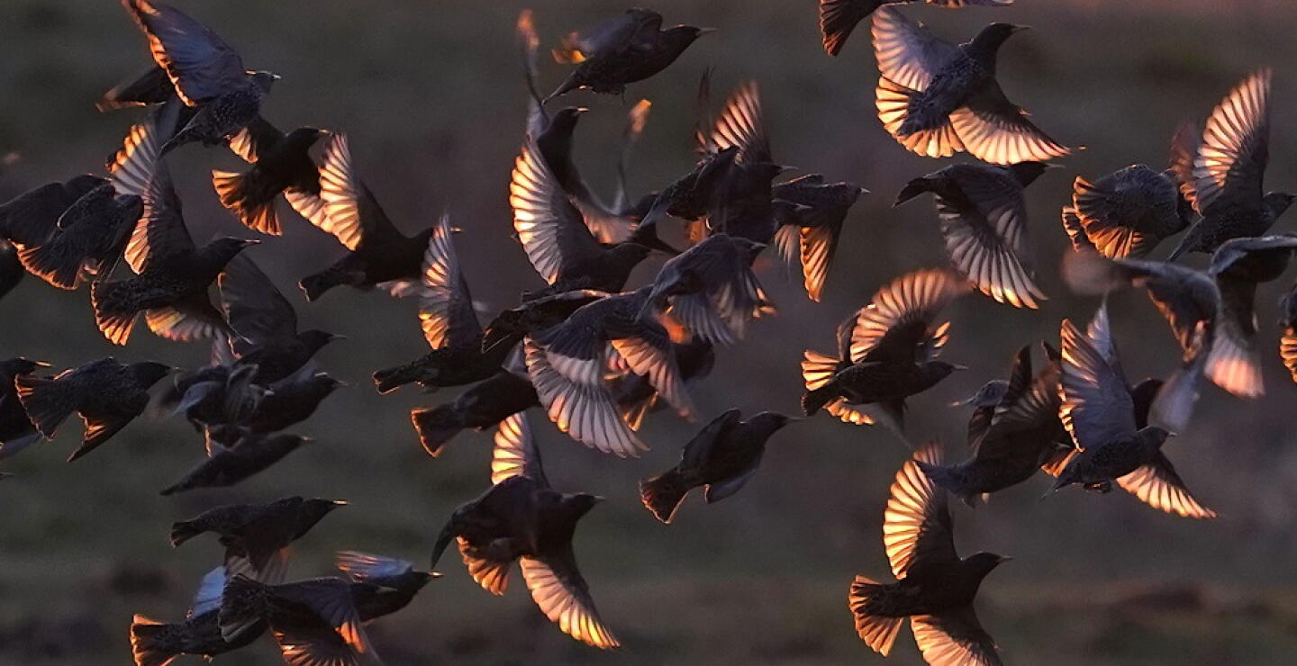 365555_Pájaros // Foto: AFP
