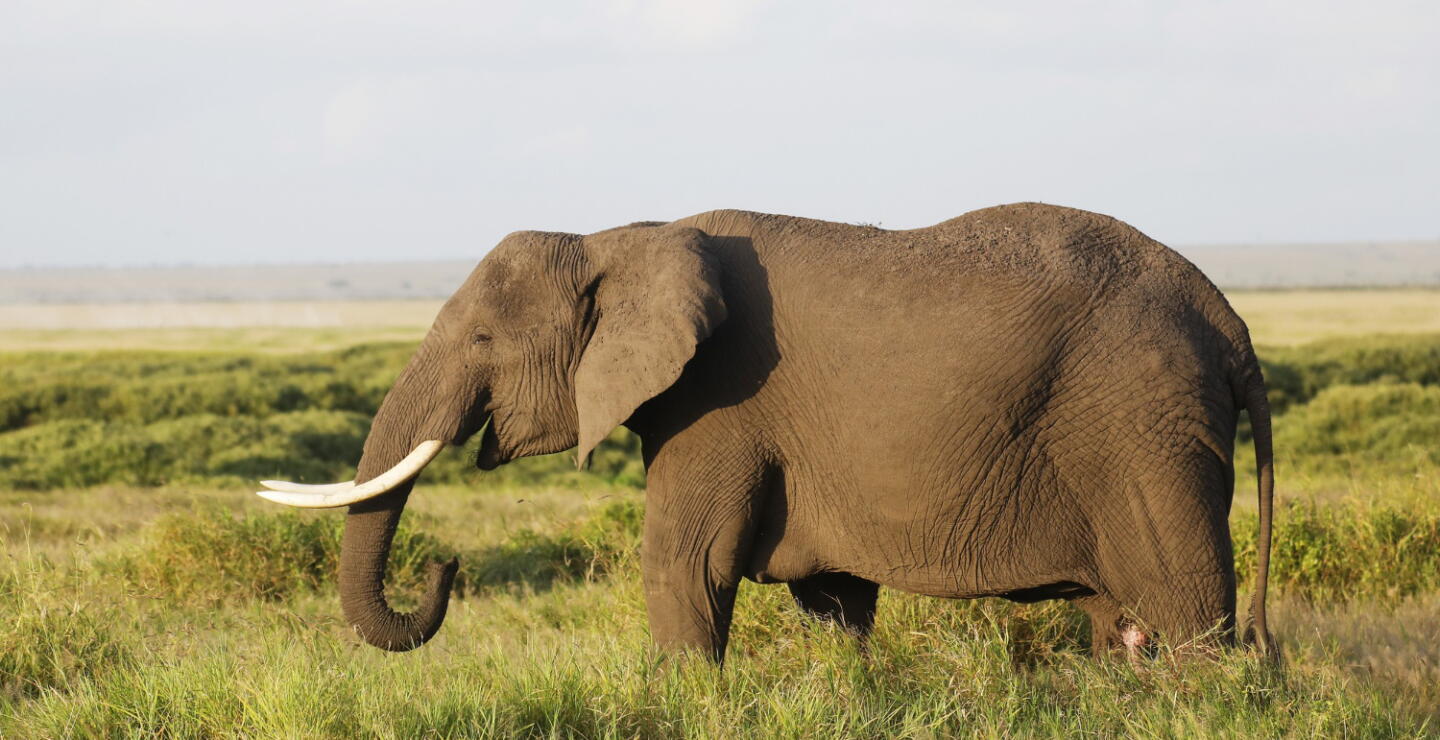 Elefante