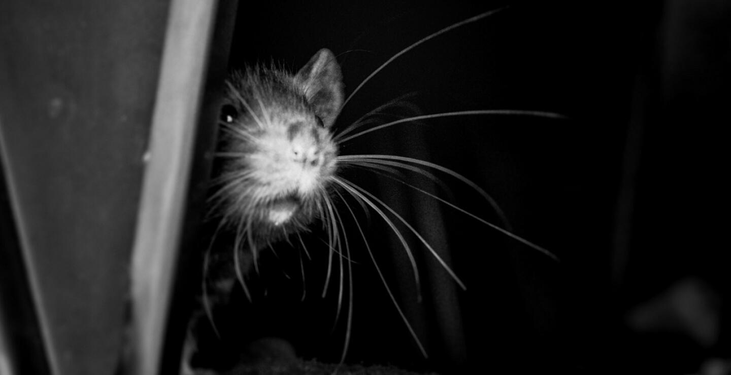 Ratones