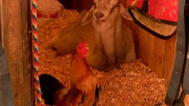 La insólita pero hermosa amistad entre un cabro y un gallo 