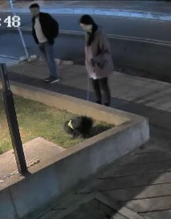 Denuncian robo de perro mientras lo paseaban en el norte de Bogotá: así fue el momento
