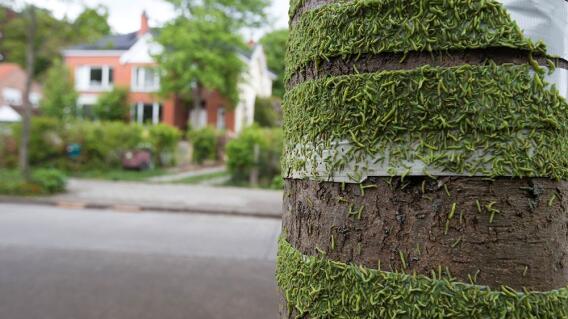 363488_Orugas / Foto: AFP