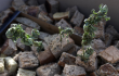 309403_BLU Radio.brownies con marihuana//Foto: AFP
