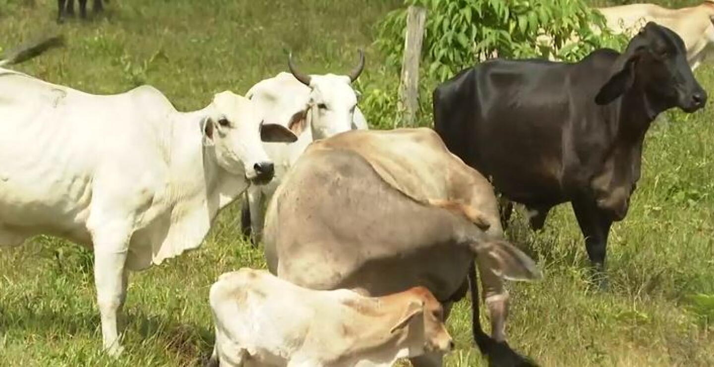 Ganaderos están dispuestos a venderle tierras al Gobierno nacional: "Fedegán será un facilitador"