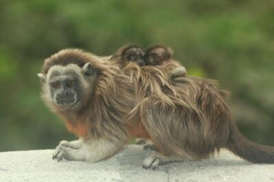 375393_BLU Radio // Nacimiento de titíes en la UdeA // Foto: Cortesía