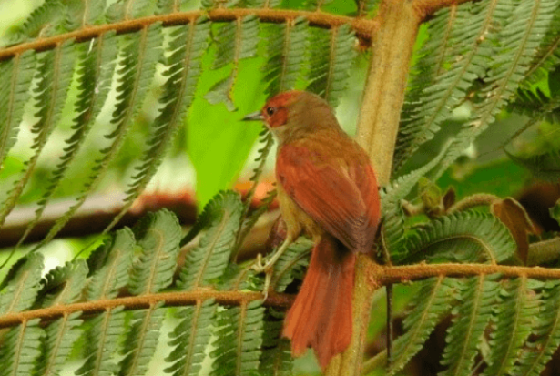 El Rastrojero Rubicundo (Cranioleuca erythrops). Foto: Alcaldía de Medellín