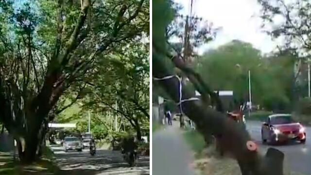 El antes y el después de la tala de árboles en el túnel verde de Envigado