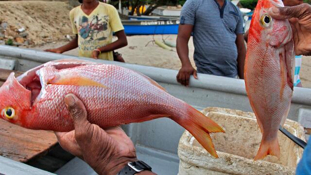 “Milagro” en Cartagena: abundancia de peces generó júbilo entre la comunidad