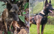 Perrito encontrado en Caquetá no es Wilson