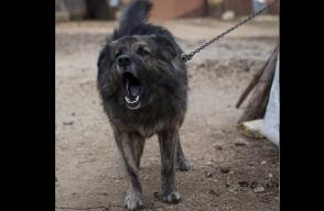 Si Medo no deja de ladrar, su dueño, Anton Simunovic, tendrá que pagar unos 2.800 euros (3.160 dólares). El perro de tres años, que ahora queda confinado entre las 8:00 p.m. y las 8:00 a.m., es el único perro en Croacia al que la ley le prohíbe ladrar.