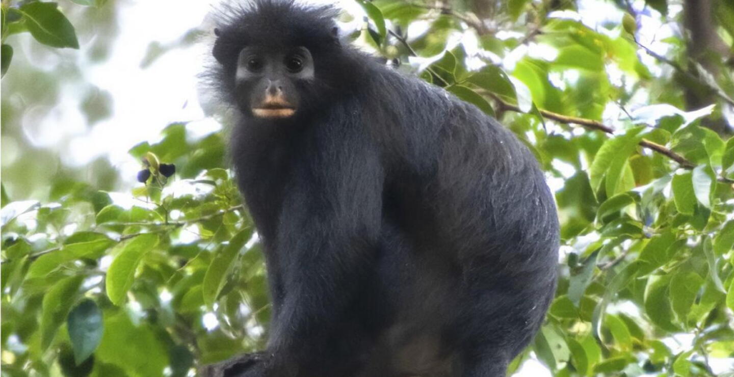 Así es el Likweli, la especie de mono recién descubierta en el Congo