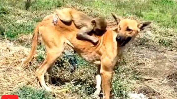 virales-perro-mono_0.jpg virales-perro-mono_0.jpg