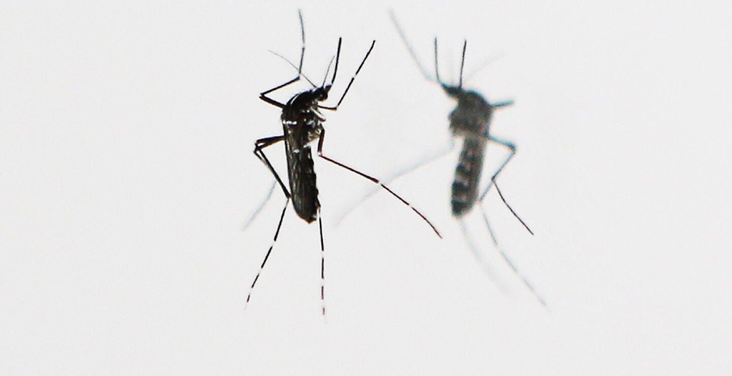 365704_Mosquito Tigre // Foto: AFP