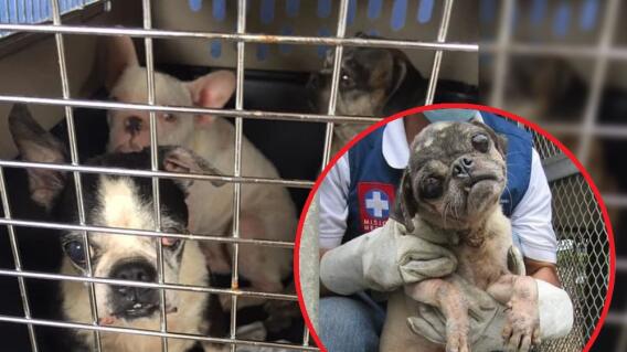 perros usados para reproducirse en cali.jpg perros usados para reproducirse en cali.jpg