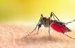 Dengue