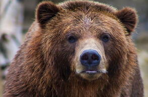 Oso