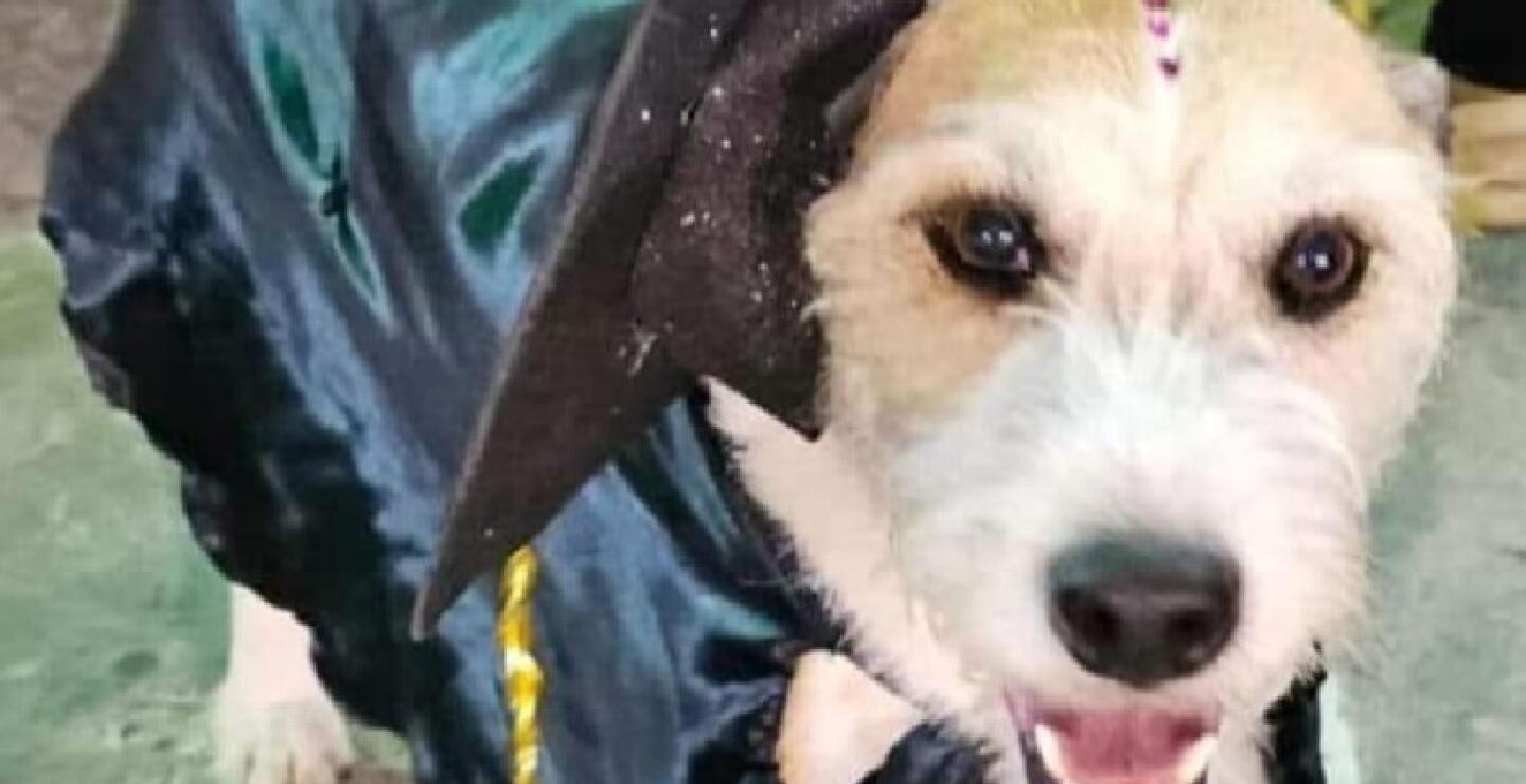 Perrita se graduó de un colegio en Armenia: recibió su diploma portando toga y birrete 